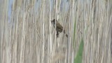 Video of Paddyfield Warbler - Singing Paddyfield Warbler near to the lake